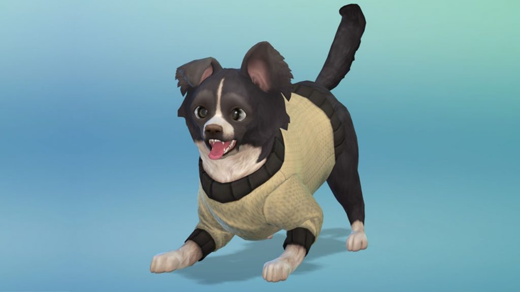 SimGuruJM – Boots Boots er en supersøt chihuahua som leter etter et nytt hjem. Boots’ personlighetstrekk er aktiv, vennlig og pratsom.